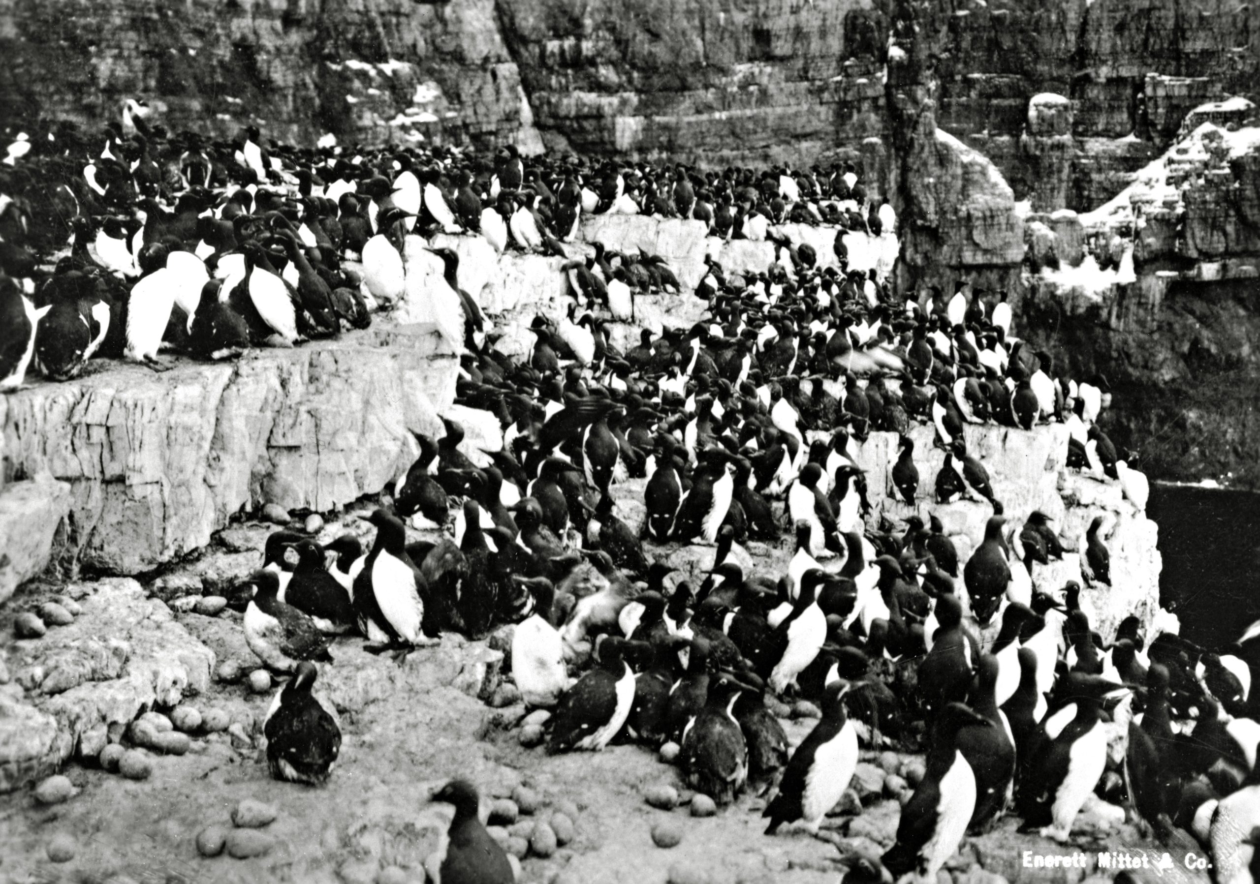 A colony of penguins